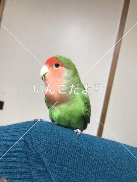 迷い鳥の写真