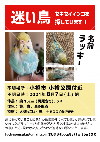 迷い鳥の写真