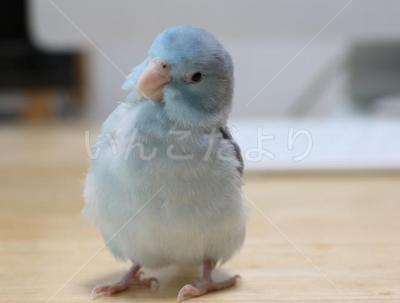 迷い鳥の写真