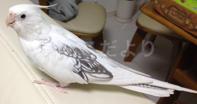 迷い鳥の写真