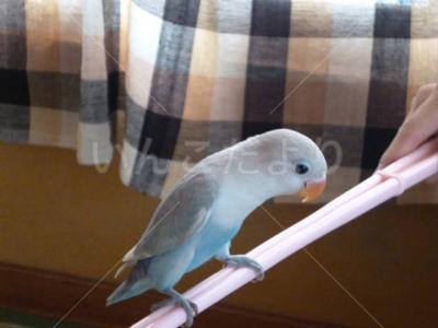 迷い鳥の写真