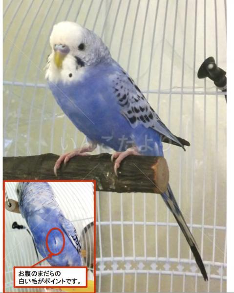 迷い鳥の写真