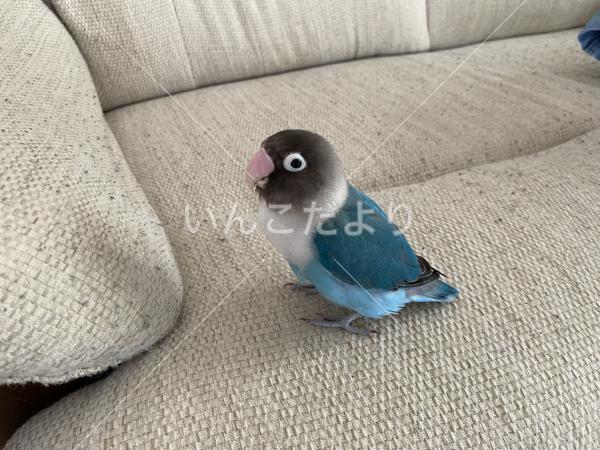 迷い鳥の写真