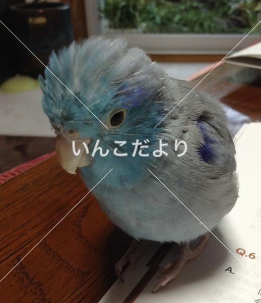 迷い鳥の写真