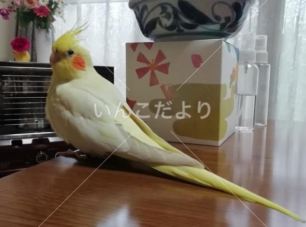 迷い鳥の写真