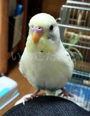 迷い鳥の写真