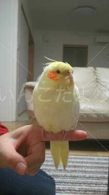 迷い鳥の写真
