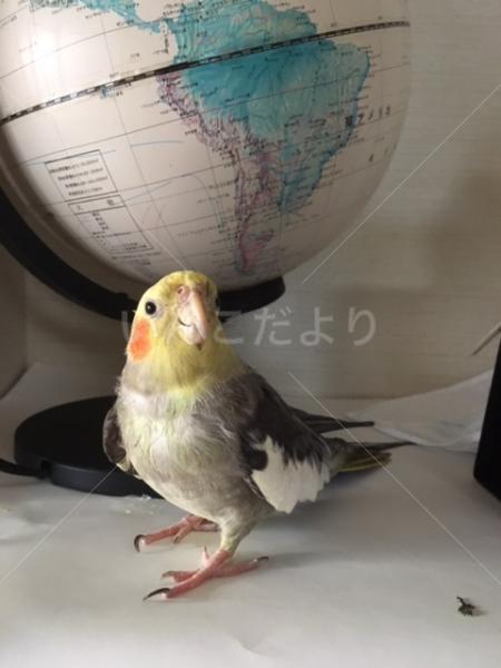 迷い鳥の写真