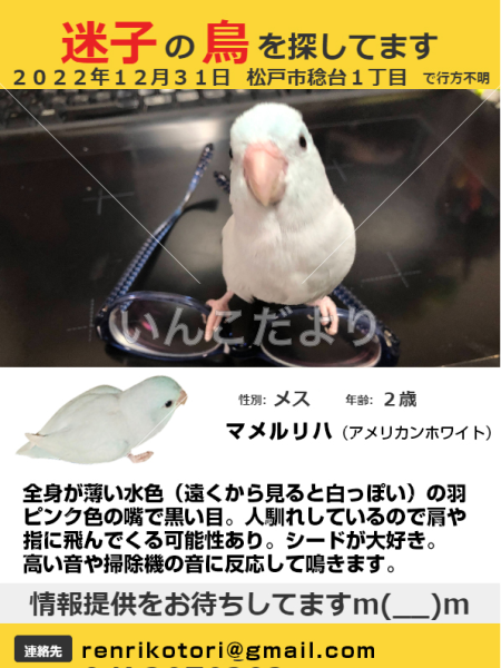 迷い鳥の写真
