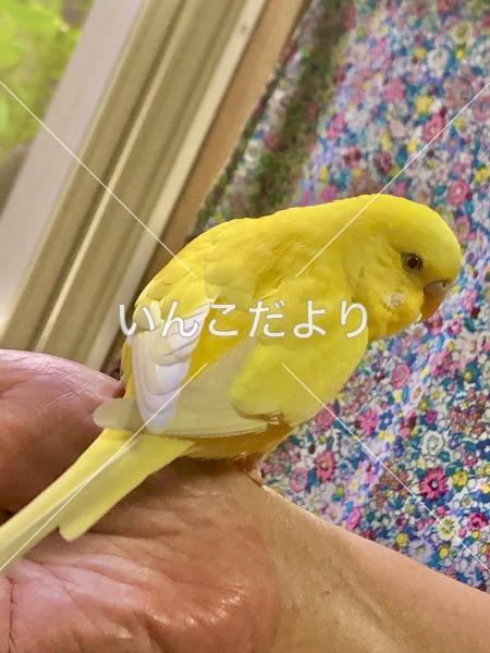 迷い鳥の写真