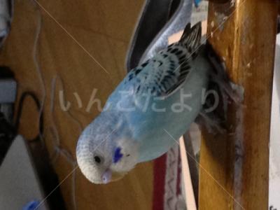 保護鳥の写真