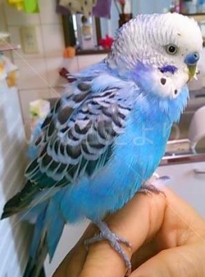 保護鳥の写真