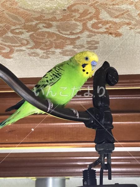 保護鳥の写真