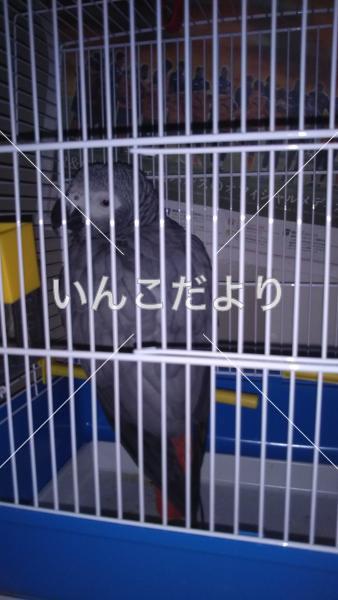 保護鳥の写真