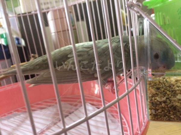 保護鳥の写真