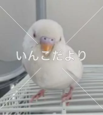 保護鳥の写真