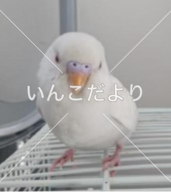 保護鳥の写真
