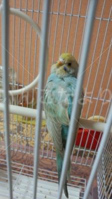 保護鳥の写真