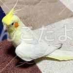 迷い鳥の写真
