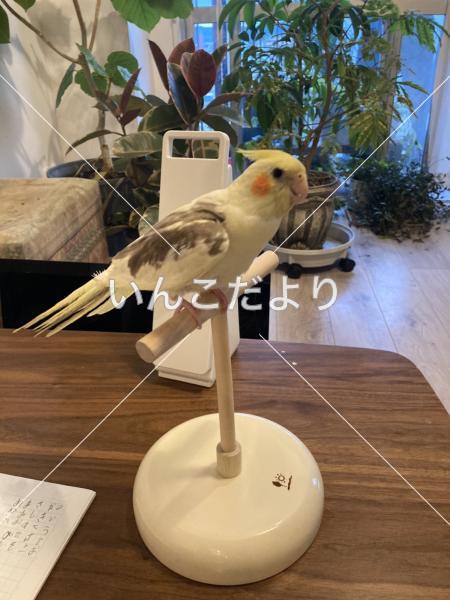 迷い鳥の写真