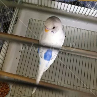 保護鳥の写真