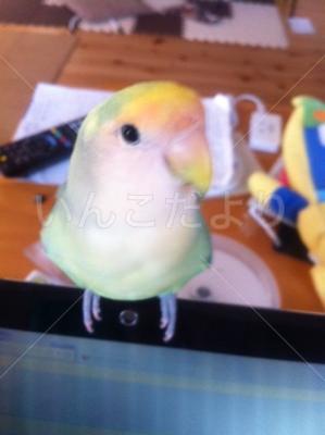 迷い鳥の写真