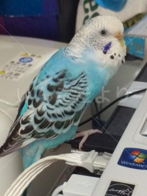 迷い鳥の写真