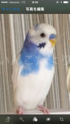 迷い鳥の写真