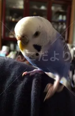 保護鳥の写真