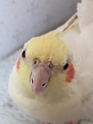迷い鳥の写真