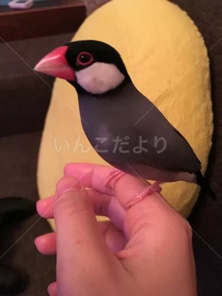 迷い鳥の写真