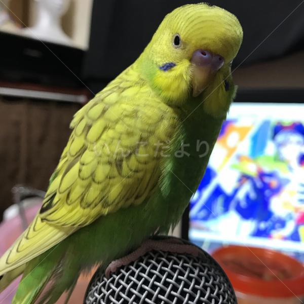 迷い鳥の写真