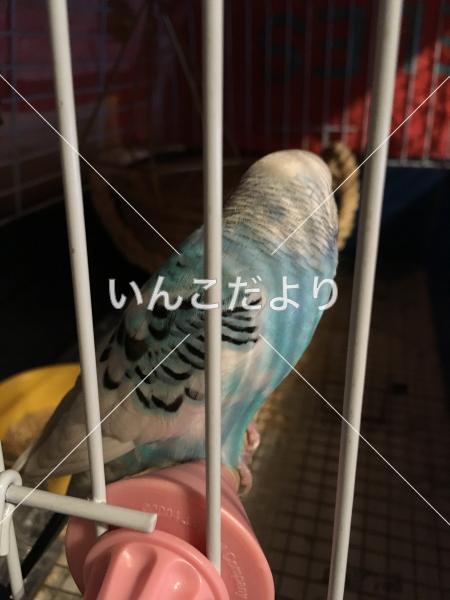 保護鳥の写真