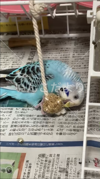 迷い鳥の写真