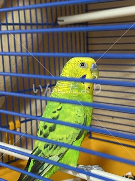 保護鳥の写真