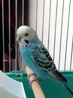 保護鳥の写真