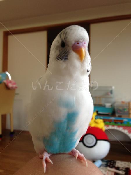 迷い鳥の写真
