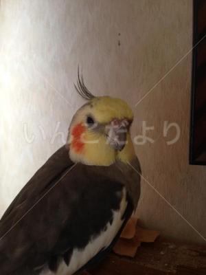迷い鳥の写真