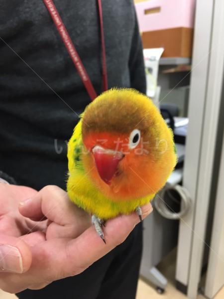 保護鳥の写真