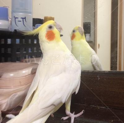 迷い鳥の写真
