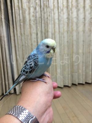 保護鳥の写真