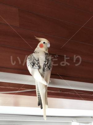 迷い鳥の写真