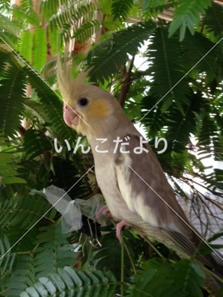 迷い鳥の写真