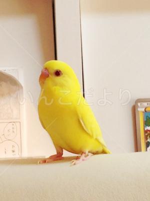 迷い鳥の写真
