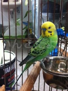 保護鳥の写真