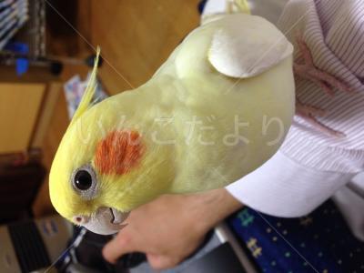 迷い鳥の写真