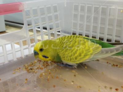 保護鳥の写真