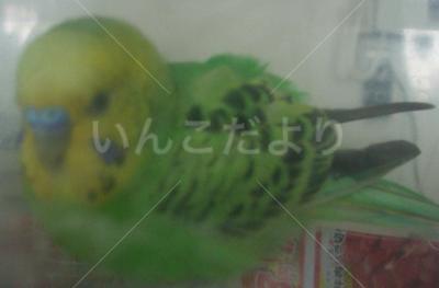 保護鳥の写真