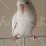 保護鳥の写真