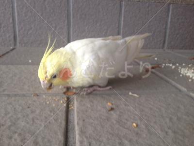 保護鳥の写真